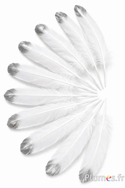 Gans zilveren punt - 15-21 cm - wit